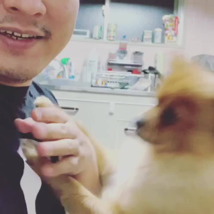 しゃくれ犬ほのちゃん Videos On Tiktok