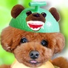 チャッピーたん🐻🐾のアイコン