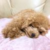 はる🐶🌸《毎日投稿中》のアイコン