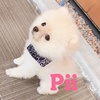 ポメラニアンPiiのアイコン