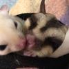 秋葉さんちのフクロモモンガのアイコン