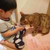 シュシュのアイコン