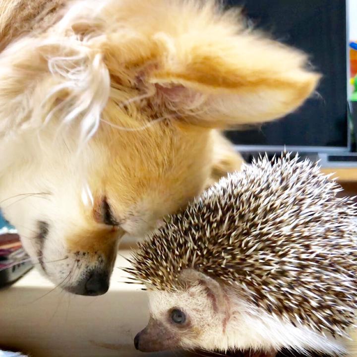きなこふのアイコン