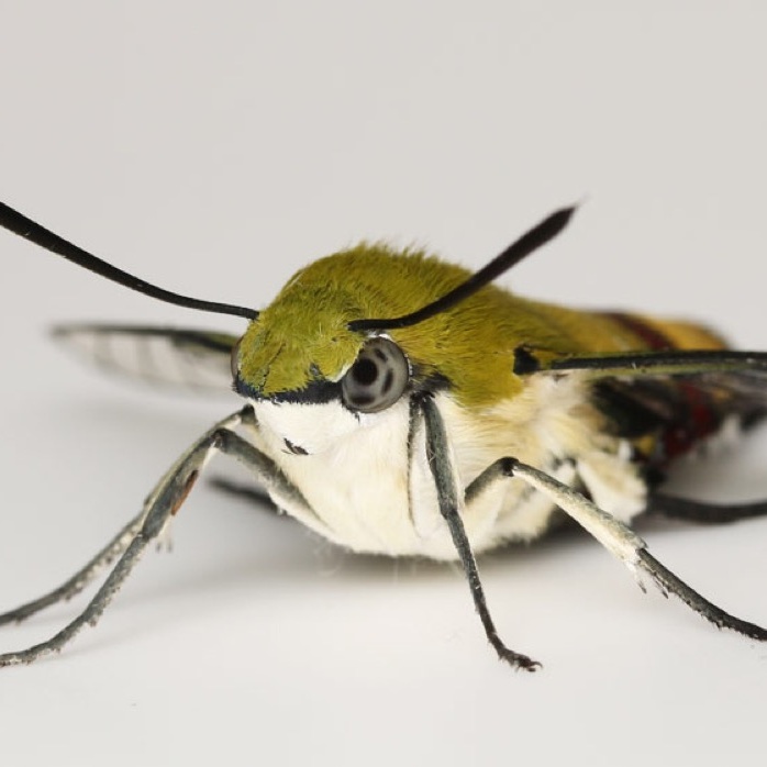 Pellucid Hawk Moth