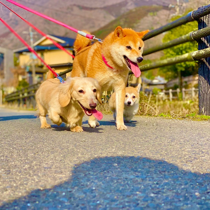 おばあちゃんに会ってテンションぶちあげ 名前も知らないおばあちゃん おばあちゃんも毎日外で待ってくれてる 優しくしてくれてありがとう 犬 おばあちゃん テンションぶちあげ お散歩 Tiktok夏祭り マイストーリー