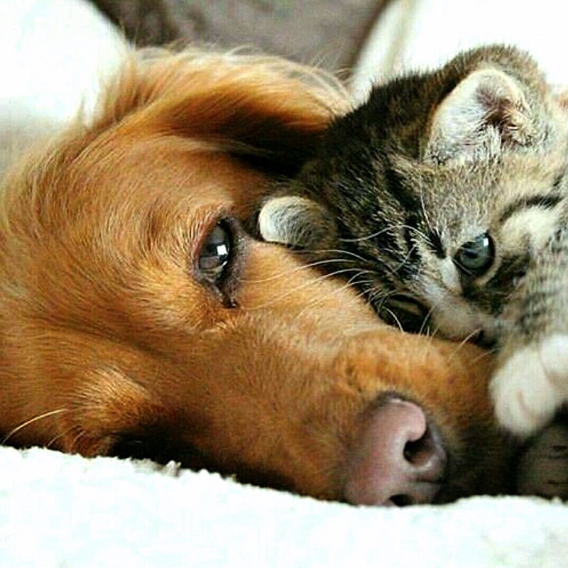 Щенок и котенок. Милые собачки и кошечки. Объятия животных. Кошка и собака любовь.
