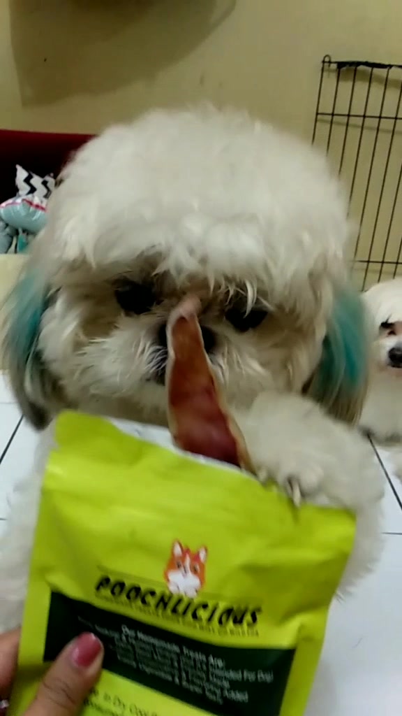 Jacko Jackie Jacko Jackie On Tiktok Snack Ngemil Lucu Mydog