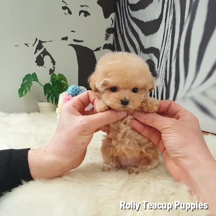 Rolly Teacups Puppies Bruin Blog