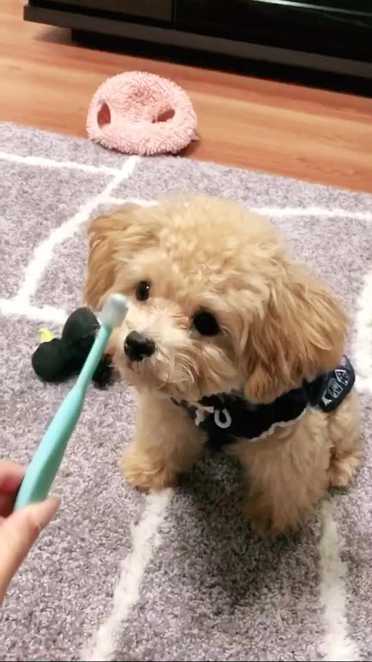 くるみたん Kurumitaan On Tiktok お犬様の歯を磨いてあげる 曲とずれた 途中違う方で磨いてる 恋人 自慢のペット ペット大賞 くるみたん ティックトックオーディション