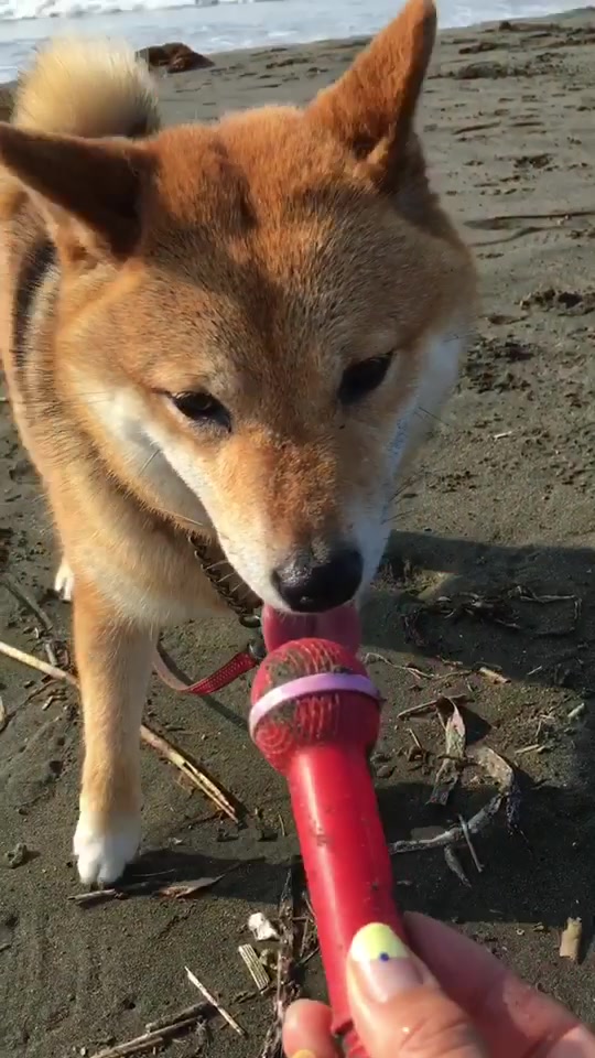 08 14更新 Tiktokのタグ 散歩 の人気動画まとめ おじさんのtiktokまとめ