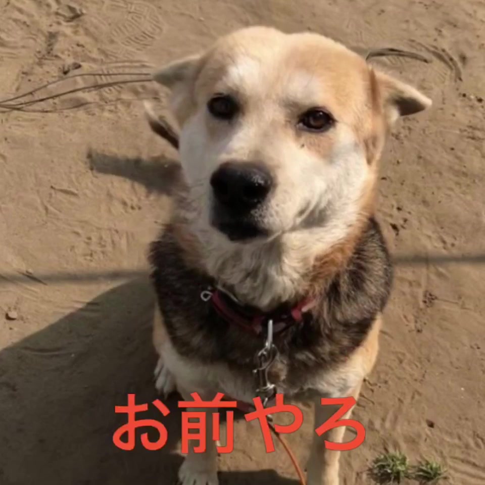 人気のコレクション 犬 喋る アニメ